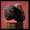 goat-sheep-bovine-bison-north-american-taxidermy-025
