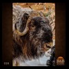 goat-sheep-bovine-bison-north-american-taxidermy-028