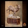 goat-sheep-bovine-bison-north-american-taxidermy-031