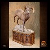 goat-sheep-bovine-bison-north-american-taxidermy-032