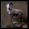 goat-sheep-bovine-bison-north-american-taxidermy-033