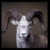 goat-sheep-bovine-bison-north-american-taxidermy-034