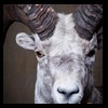 goat-sheep-bovine-bison-north-american-taxidermy-035