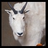goat-sheep-bovine-bison-north-american-taxidermy-037