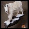goat-sheep-bovine-bison-north-american-taxidermy-038