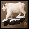 goat-sheep-bovine-bison-north-american-taxidermy-039
