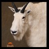 goat-sheep-bovine-bison-north-american-taxidermy-040