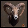 goat-sheep-bovine-bison-north-american-taxidermy-042