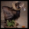 goat-sheep-bovine-bison-north-american-taxidermy-043