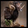 goat-sheep-bovine-bison-north-american-taxidermy-044