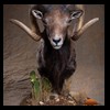 goat-sheep-bovine-bison-north-american-taxidermy-045