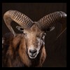 goat-sheep-bovine-bison-north-american-taxidermy-046