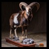 goat-sheep-bovine-bison-north-american-taxidermy-047