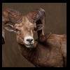goat-sheep-bovine-bison-north-american-taxidermy-048