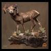 goat-sheep-bovine-bison-north-american-taxidermy-049