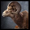 goat-sheep-bovine-bison-north-american-taxidermy-050