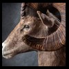 goat-sheep-bovine-bison-north-american-taxidermy-051