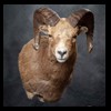 goat-sheep-bovine-bison-north-american-taxidermy-052