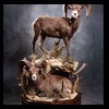 goat-sheep-bovine-bison-north-american-taxidermy-054