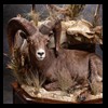 goat-sheep-bovine-bison-north-american-taxidermy-055