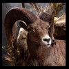 goat-sheep-bovine-bison-north-american-taxidermy-056