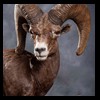 goat-sheep-bovine-bison-north-american-taxidermy-057