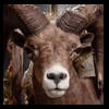 goat-sheep-bovine-bison-north-american-taxidermy-058