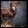 goat-sheep-bovine-bison-north-american-taxidermy-059