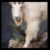 goat-sheep-bovine-bison-north-american-taxidermy-060