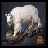 goat-sheep-bovine-bison-north-american-taxidermy-061