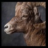 goat-sheep-bovine-bison-north-american-taxidermy-062