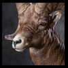 goat-sheep-bovine-bison-north-american-taxidermy-064