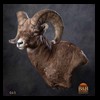 goat-sheep-bovine-bison-north-american-taxidermy-065