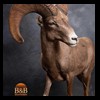 goat-sheep-bovine-bison-north-american-taxidermy-067
