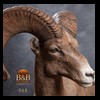 goat-sheep-bovine-bison-north-american-taxidermy-068