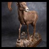 goat-sheep-bovine-bison-north-american-taxidermy-070