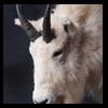 goat-sheep-bovine-bison-north-american-taxidermy-074