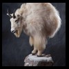goat-sheep-bovine-bison-north-american-taxidermy-075
