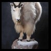 goat-sheep-bovine-bison-north-american-taxidermy-076