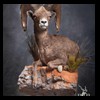 goat-sheep-bovine-bison-north-american-taxidermy-081