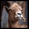 goat-sheep-bovine-bison-north-american-taxidermy-082