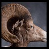 goat-sheep-bovine-bison-north-american-taxidermy-083