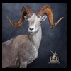goat-sheep-bovine-bison-north-american-taxidermy-085