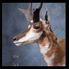 pronghorn-taxidermy-036