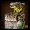 north-american-small-varmit-snakes-taxidermy021
