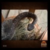 north-american-small-varmit-snakes-taxidermy028