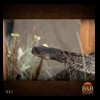 north-american-small-varmit-snakes-taxidermy029