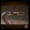 north-american-small-varmit-snakes-taxidermy037