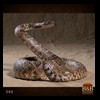 north-american-small-varmit-snakes-taxidermy038