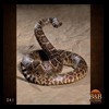 north-american-small-varmit-snakes-taxidermy039